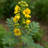 SENNA hebecarpa (Wild Senna)