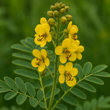SENNA hebecarpa (Wild Senna)