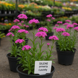 SILENE armeria (Catchfly)