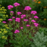 SILENE armeria (Catchfly)