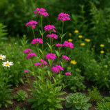 SILENE armeria (Catchfly)