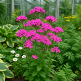 SILENE armeria (Catchfly)