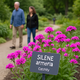 SILENE armeria (Catchfly)