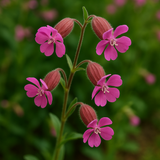 SILENE pendula (Nodding Catchfly)