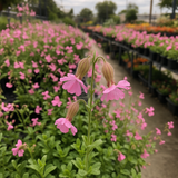 SILENE pendula (Nodding Catchfly)