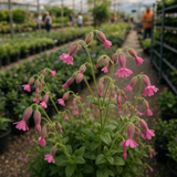 SILENE pendula (Nodding Catchfly)
