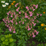 SILENE pendula (Nodding Catchfly)