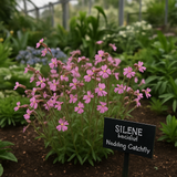SILENE pendula (Nodding Catchfly)