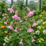 SILENE pendula (Nodding Catchfly)