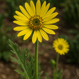 SILPHIUM laciniatum (Compass Plant)