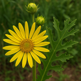 SILPHIUM laciniatum (Compass Plant)