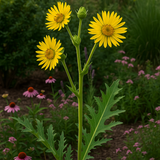 SILPHIUM laciniatum (Compass Plant)