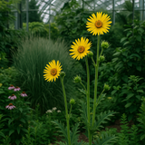 SILPHIUM laciniatum (Compass Plant)