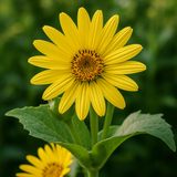 SILPHIUM perfoliatum (Cup Plant)