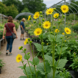 SILPHIUM perfoliatum (Cup Plant)