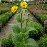 SILPHIUM perfoliatum (Cup Plant)