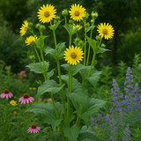 SILPHIUM perfoliatum (Cup Plant)