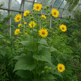 SILPHIUM perfoliatum (Cup Plant)