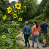 SILPHIUM perfoliatum (Cup Plant)