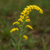 SOLIDAGO nemoralis (Gray Goldenrod)