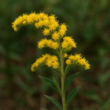 SOLIDAGO nemoralis (Gray Goldenrod)