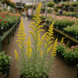 SOLIDAGO nemoralis (Gray Goldenrod)