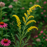 SOLIDAGO nemoralis (Gray Goldenrod)