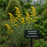 SOLIDAGO nemoralis (Gray Goldenrod)