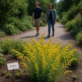 SOLIDAGO nemoralis (Gray Goldenrod)