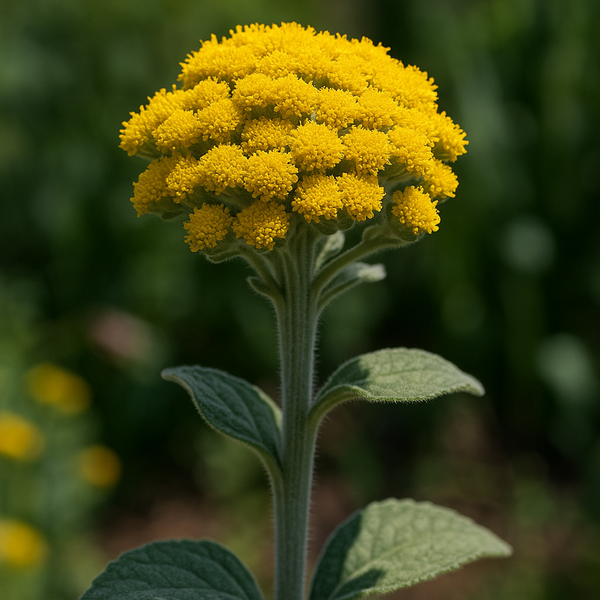 Solidago