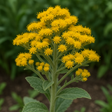 SOLIDAGO rigida (Rigid Goldenrod, Stiff Goldenrod)