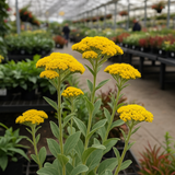 SOLIDAGO rigida (Rigid Goldenrod, Stiff Goldenrod)