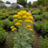 SOLIDAGO rigida (Rigid Goldenrod, Stiff Goldenrod)