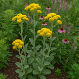SOLIDAGO rigida (Rigid Goldenrod, Stiff Goldenrod)