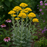 SOLIDAGO rigida (Rigid Goldenrod, Stiff Goldenrod)