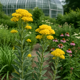 SOLIDAGO rigida (Rigid Goldenrod, Stiff Goldenrod)