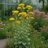 SOLIDAGO rigida (Rigid Goldenrod, Stiff Goldenrod)