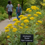 SOLIDAGO rigida (Rigid Goldenrod, Stiff Goldenrod)