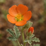 SPHAERALCEA coccinea (Scarlet Globemallow)