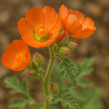 SPHAERALCEA coccinea (Scarlet Globemallow)