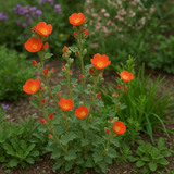 SPHAERALCEA coccinea (Scarlet Globemallow)