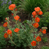 SPHAERALCEA coccinea (Scarlet Globemallow)