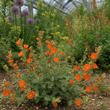SPHAERALCEA coccinea (Scarlet Globemallow)