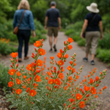 SPHAERALCEA coccinea (Scarlet Globemallow)