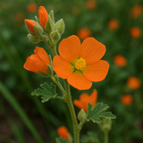 SPHAERALCEA munroana (Munro's Globemallow)