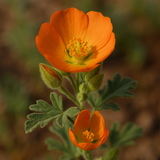 SPHAERALCEA munroana (Munro's Globemallow)