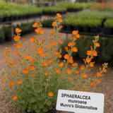 SPHAERALCEA munroana (Munro's Globemallow)