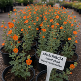 SPHAERALCEA munroana (Munro's Globemallow)