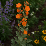 SPHAERALCEA munroana (Munro's Globemallow)