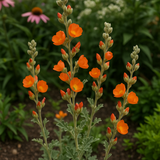 SPHAERALCEA munroana (Munro's Globemallow)